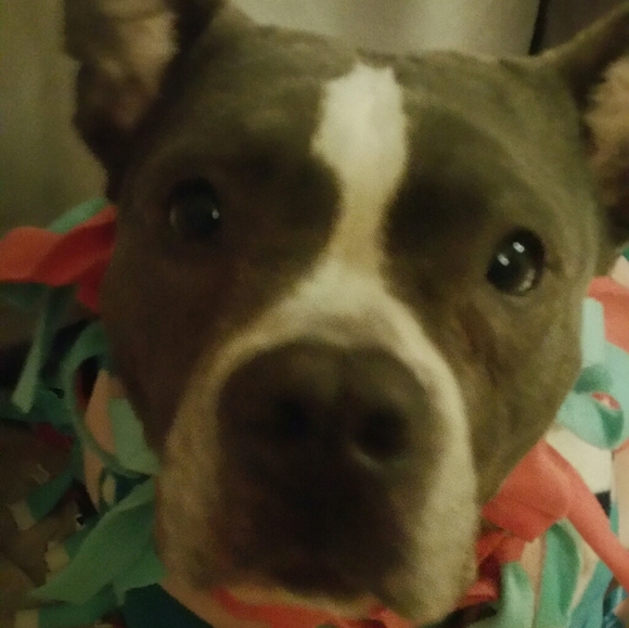 Meet your Posher, Tee - Picture 2 of 12